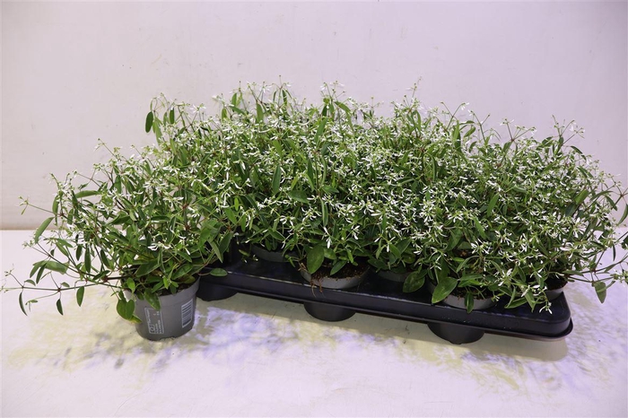 <h4>Euph Loreen Comp Whi</h4>