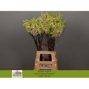 SYR V MME FL STEPMAN