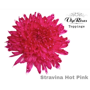 Chr G Stravina Hot Pink
