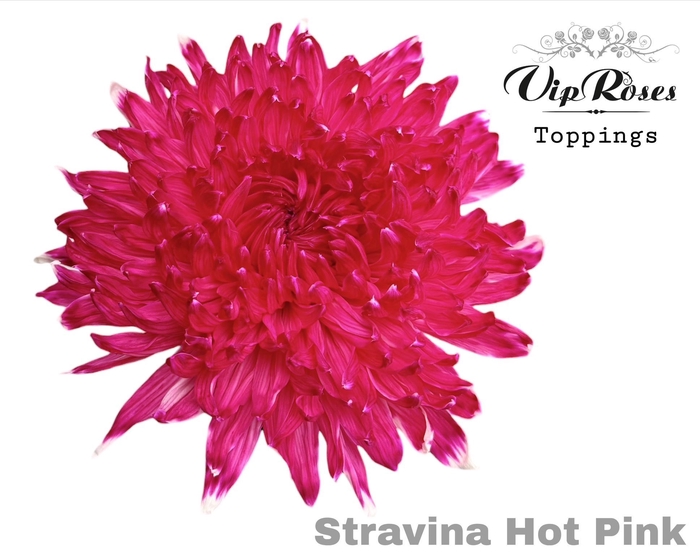 <h4>Chr G Stravina Hot Pink</h4>