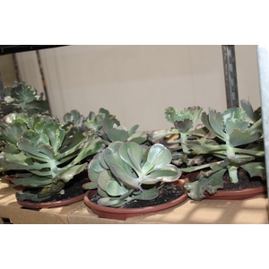 ECHEVERIA GIBBIFLORA C21