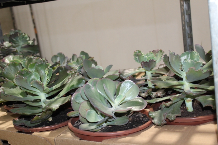 <h4>ECHEVERIA GIBBIFLORA C21</h4>