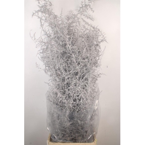 Asparagus Salv. Silver