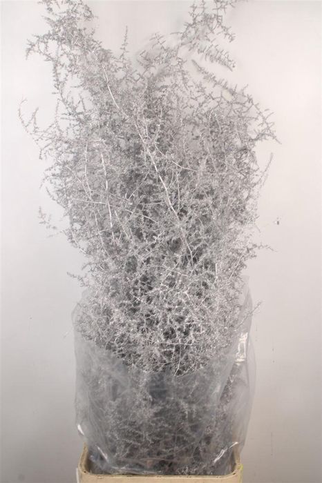 <h4>Asparagus Salv. Silver</h4>