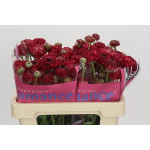 Ranunculus Romance Chaouen