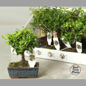 BONSAI GEM