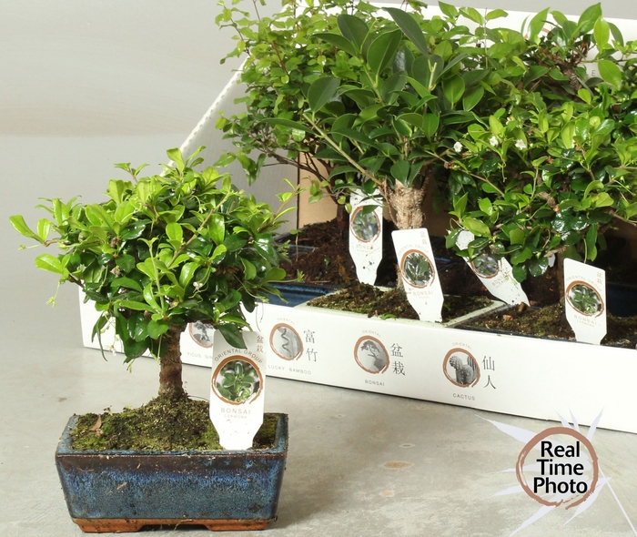 <h4>BONSAI GEM</h4>
