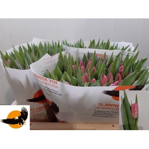 Tulipa si jumbo pink