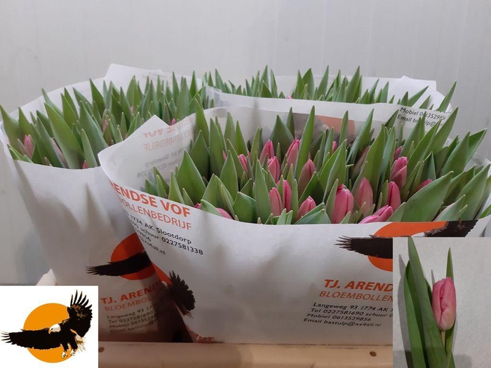 <h4>Tulipa si jumbo pink</h4>