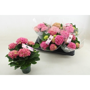 HYDR M MAG REVOLUTIO