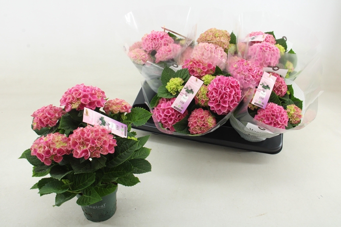 <h4>HYDR M MAG REVOLUTIO</h4>