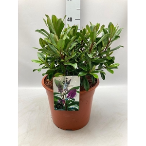 Hebe 'Wiri Charm' C5