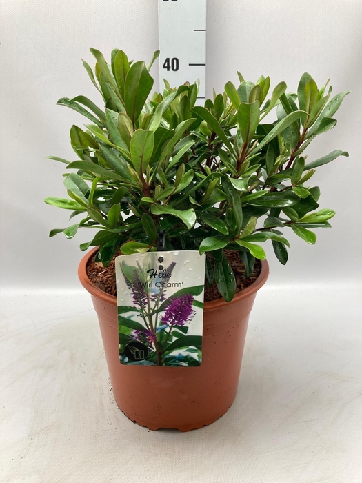 <h4>Hebe 'Wiri Charm' C5</h4>