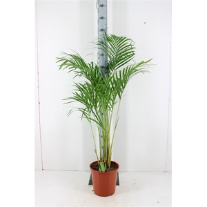 Dypsis Lutescens P24