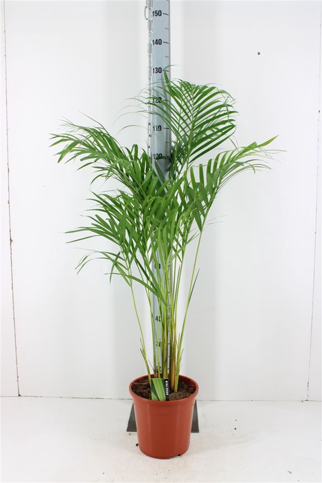 Dypsis Lutescens P24