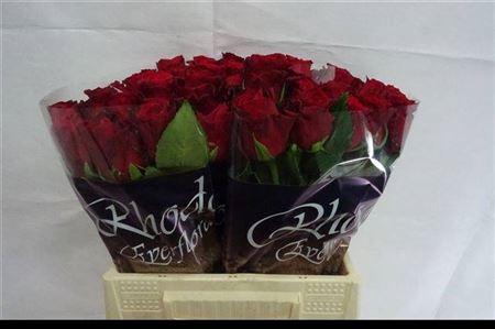 <h4>R GR RHODOS</h4>