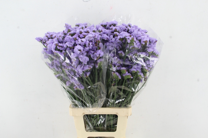 <h4>STATICE MILKA</h4>