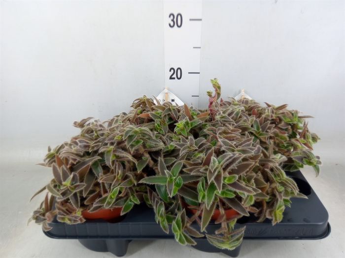 <h4>Succulents   ...</h4>