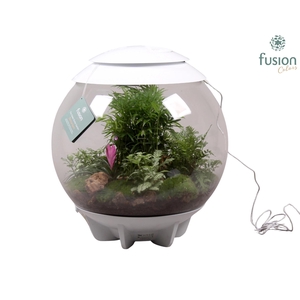 Terrarium XXL Exclusive wit met arrangement