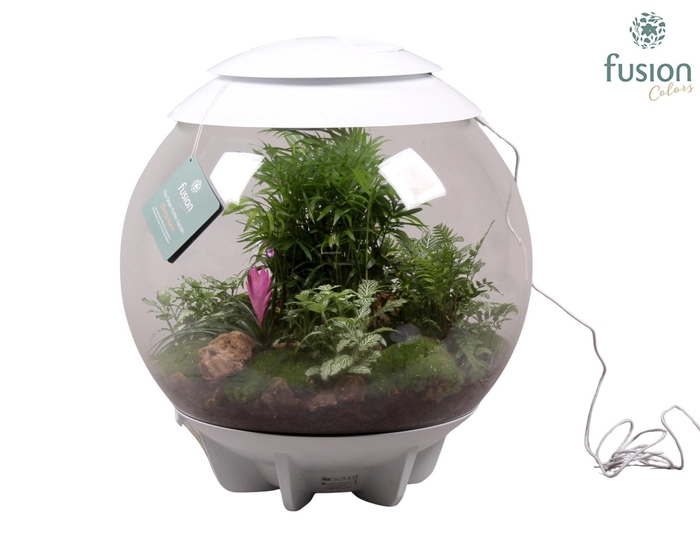 <h4>Terrarium XXL Exclusive wit met arrangement</h4>