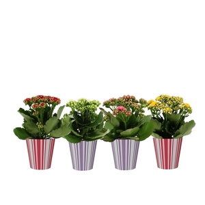 Kalanchoë 4 color mix in Bobbi smartcup