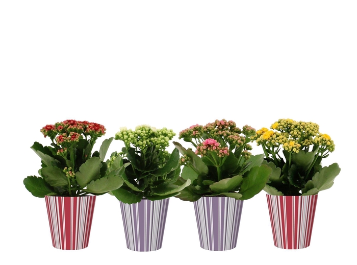 <h4>Kalanchoë 4 color mix in Bobbi smartcup</h4>