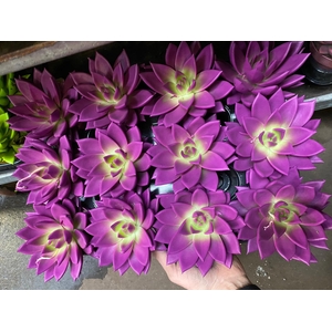 ECHEV RAINBOW PURPLE 