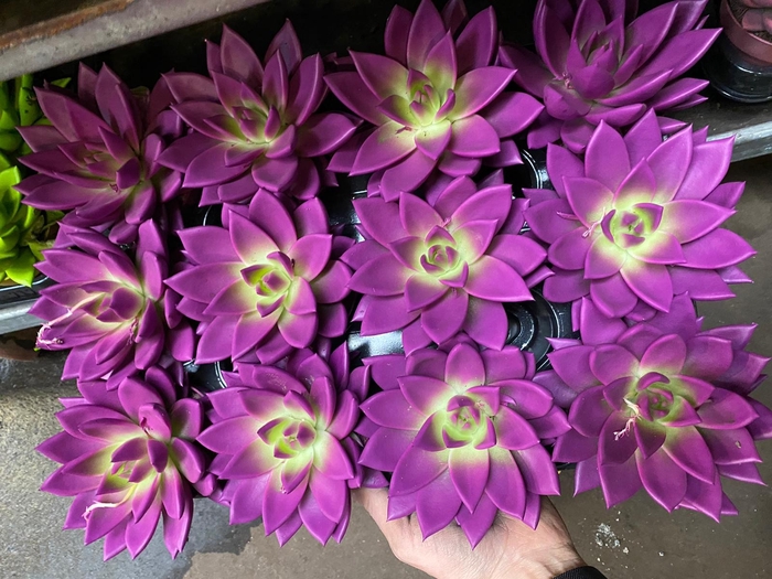 ECHEV RAINBOW PURPLE 