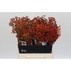Rozenbottel Autumn Rosefruits