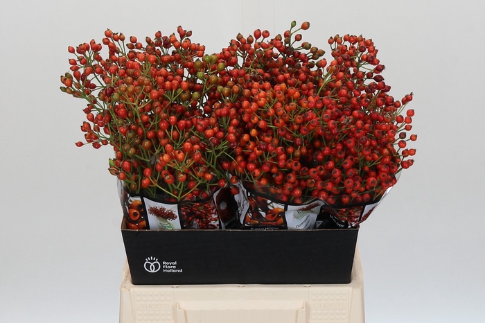 Rozenbottel Autumn Rosefruits