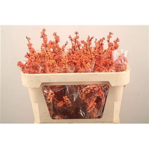 Ilex winter gold