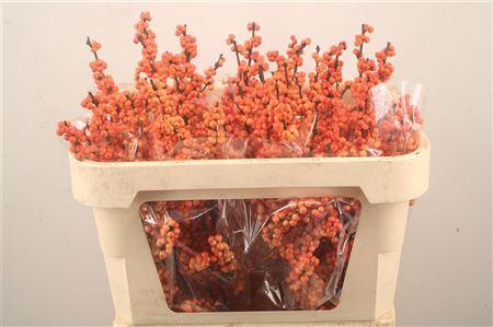 <h4>Ilex winter gold</h4>