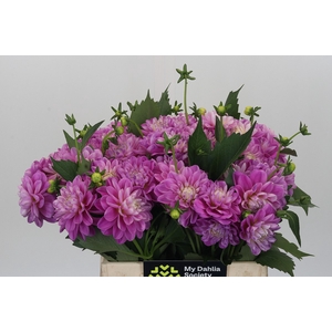Dahlia Purple Onesta