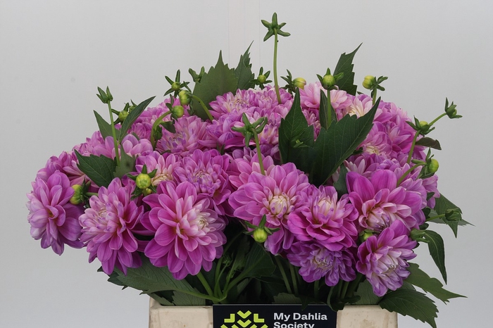 <h4>Dahlia Purple Onesta</h4>