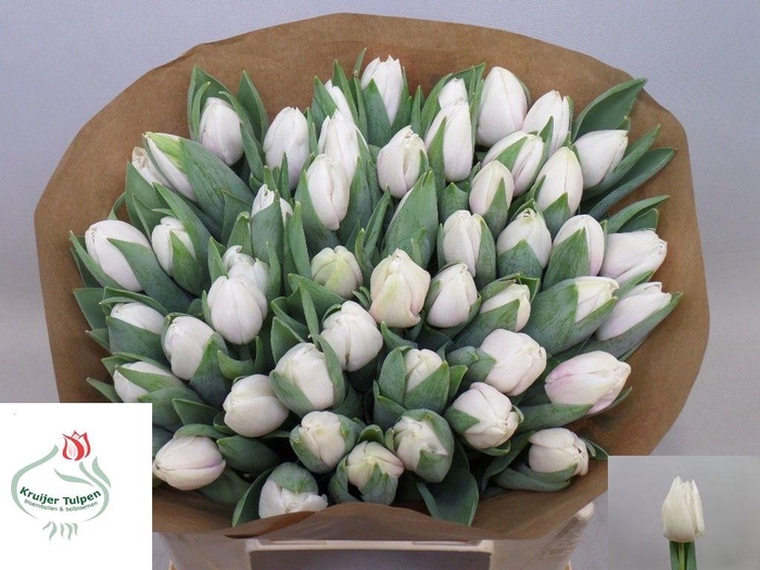 <h4>TU EN WHITE CANDLE</h4>