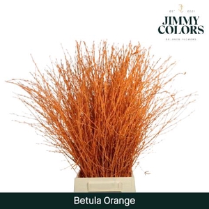 Betula L70 Orange