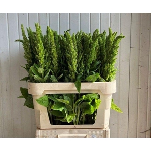 Amaranthus Green 80cm