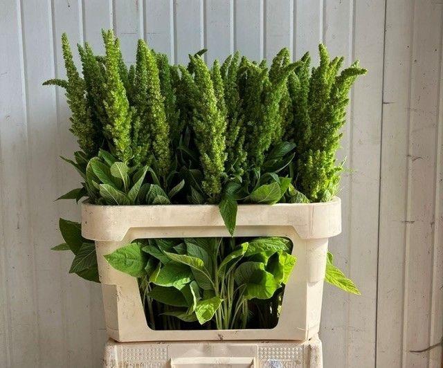 <h4>Amaranthus Green 80cm</h4>