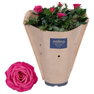 Nolina Roses Ø 17 cm Deep pink Paper sleeve