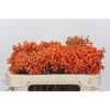 Kaaps Groen Lanug. Orange