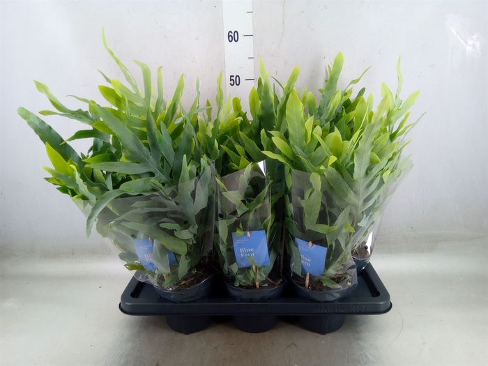 <h4>Phlebodium aureum 'Blue Star'</h4>