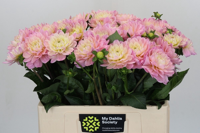 <h4>Dahlia Dianas Memory</h4>