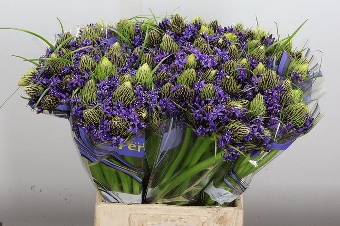 <h4>Scilla Peruviana</h4>