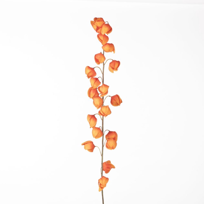 AF Physalis Spray L129cm Orang