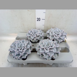 Echeveria   ...