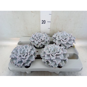 Echeveria   ...