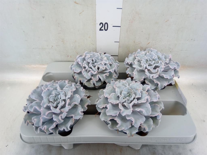 <h4>Echeveria   ...</h4>