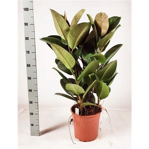 Ficus elastica 'Robusta' toef 100cm