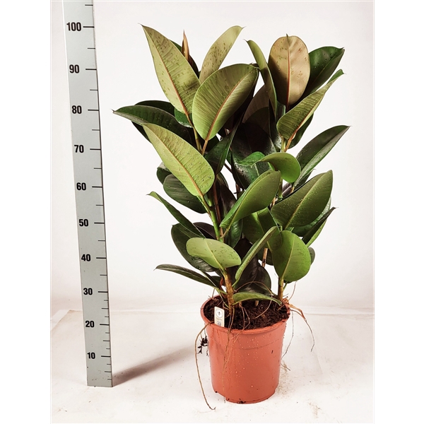 <h4>Ficus elastica 'Robusta' toef 100cm</h4>