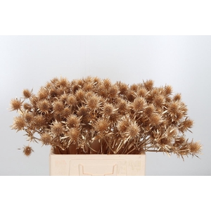 Eryn Supernova Kl Bh Antiek Goud